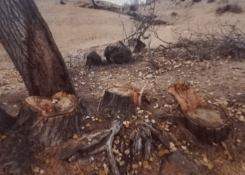 Qanunsuz ağac kəsən şəxs saxlanıldı