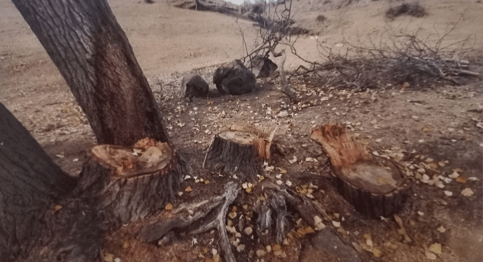 Qanunsuz ağac kəsən şəxs saxlanıldı