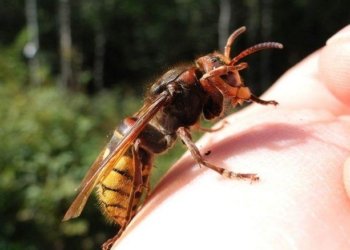 66 yaşlı kişini arı sancdı – Öldü