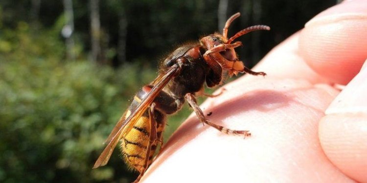 66 yaşlı kişini arı sancdı - Öldü