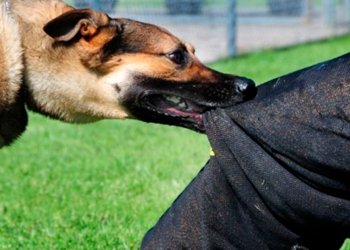 Çoban iti 83 yaşlı kişini parçalayaraq öldürdü