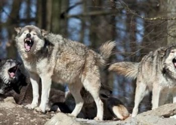 Cəlilabadın bu kəndlərinə günlərdir canavarlar hücum edir – Sakinlər təhlükədə