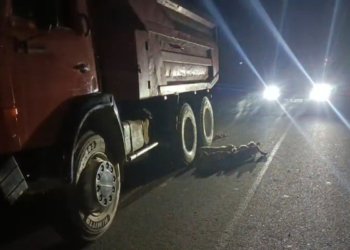 Salyanda yük maşını qoyun sürüsünü vurdu, heyvanlar tələf oldu