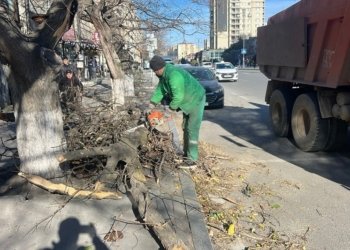 Bakıda güclü küləyin fəsadları-9 ağac sınıb