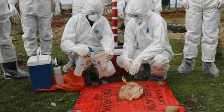 Azərbaycanda quş qripinə qarşı növbəti monitorinqlər keçiriləcək