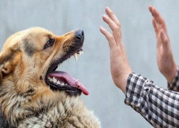 Sumqayıt Novxanıda yayılan görüntülər manipulyasiya imiş – faktlar açıqlandı