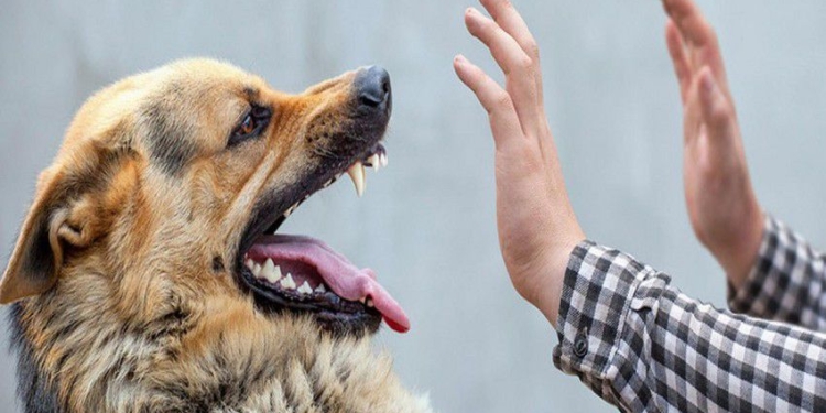 Sumqayıt Novxanıda yayılan görüntülər manipulyasiya imiş – faktlar açıqlandı