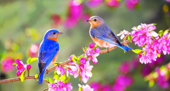 Yaz Azərbaycana bu tarixdə daxil olur