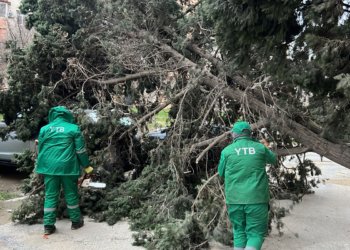 Bakıdakı güclü külək nəticəsində 19 ağac qırıldı