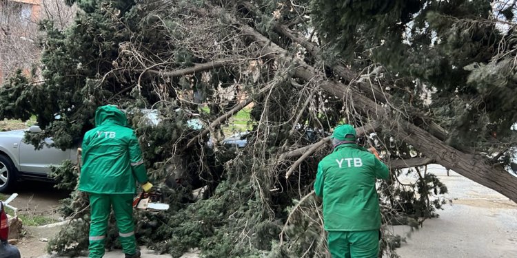 Bakıdakı güclü külək nəticəsində 19 ağac qırıldı