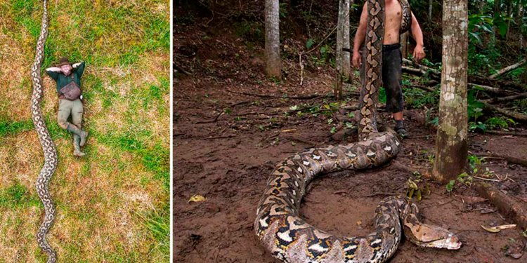 Uzunluğuna görə “Ginnesin Rekordlar Kitabı”na düşdü