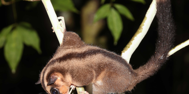 6000 il əvvəl nəsli kəsilmiş sayılan heyvan yenidən tapıldı