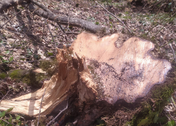 Təbiətə 6 min manata yaxın ziyan vuruldu – Saxlanılan var