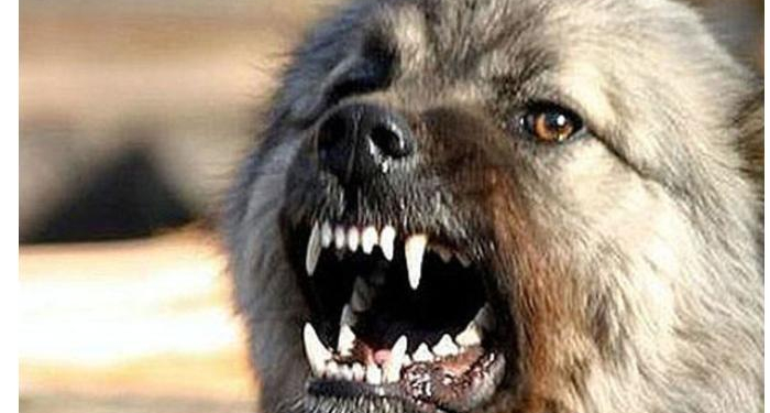 Qaxda canavar qoyunları parçaladı