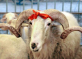 Bu şəxslərin qurbanı qəbul olunmur - Haramsayılan məqamlar